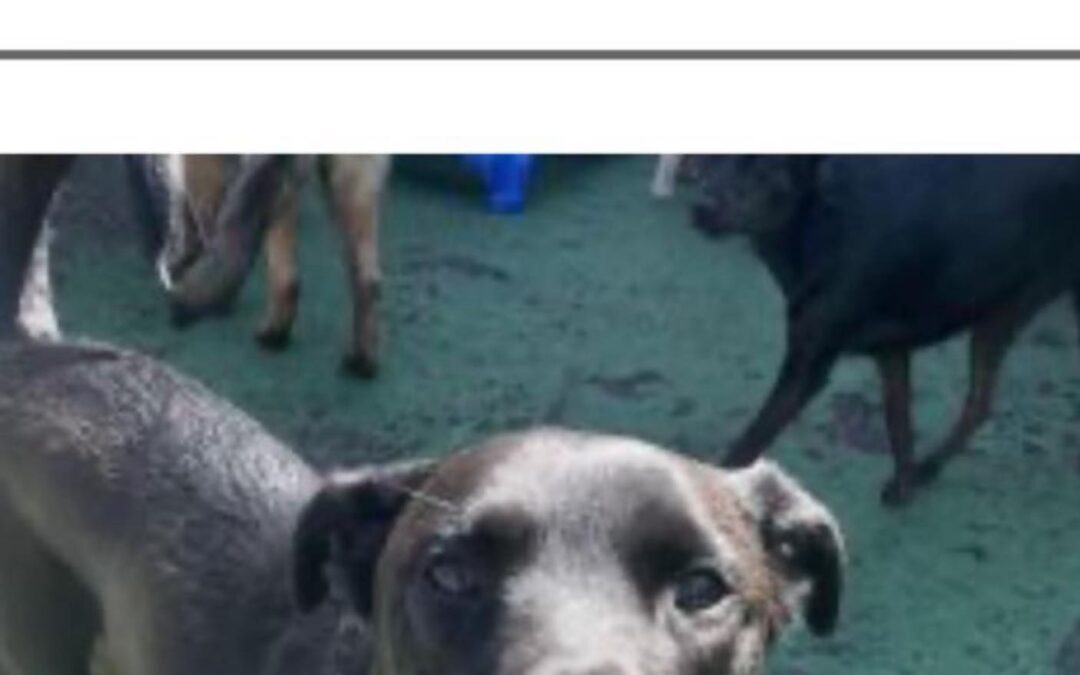 Neighborhood Friends️ Please keep your eye out for a missing dog!! No collar or tags on Tucker. Do NOT chase. Please call 617-340-2163 if seen! Thank you!!